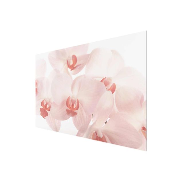 Wandbilder Blumen Helle Orchidee - Svelte Orchids