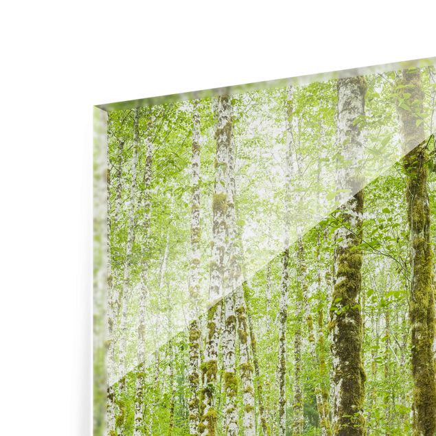 Wandbilder Grün Hoh Rainforest Olympic National Park