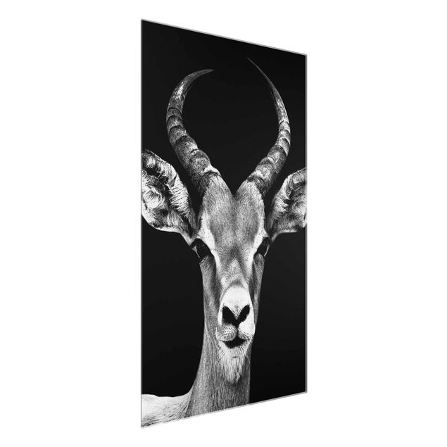 Wandbilder Afrika Impala Antilope schwarz-weiss