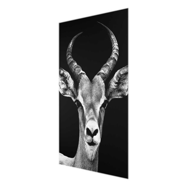 Wandbilder Impala Antilope schwarz-weiss