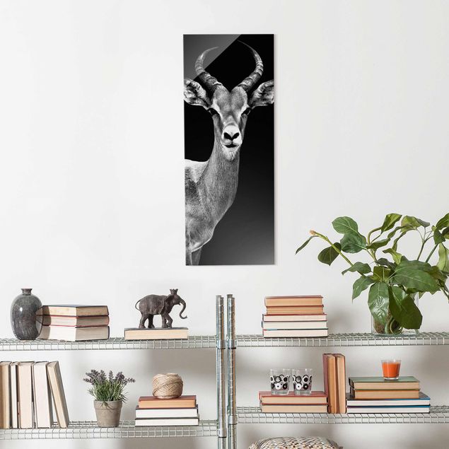 Glasbilder Tiere Impala Antilope schwarz-weiss