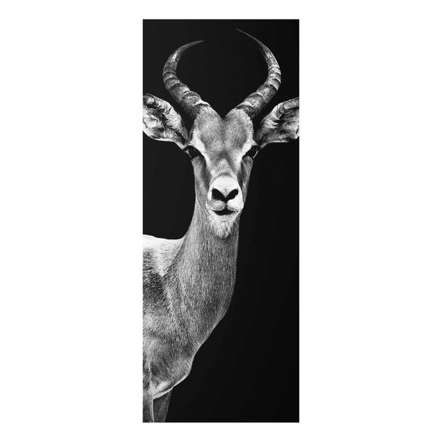 Wandbilder Schwarz-Weiß Impala Antilope schwarz-weiss