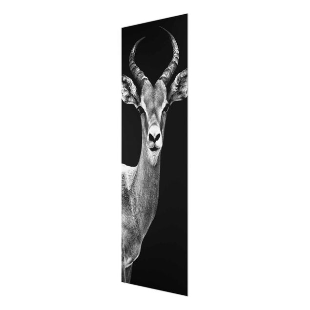 schöne Bilder Impala Antilope schwarz-weiss