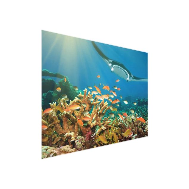 Wandbilder Tiere Korallenriff