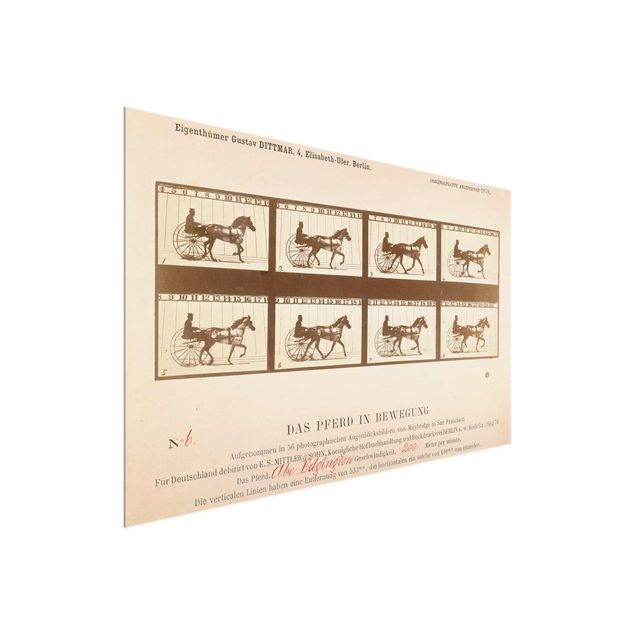 Glasbilder Tiere Eadweard Muybridge - Das Pferd in Bewegung