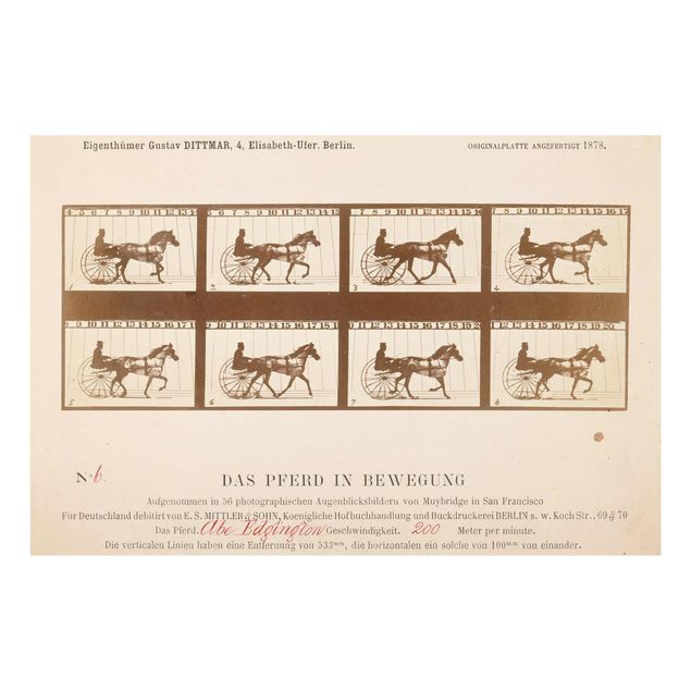 Wandbilder Kunstdrucke Eadweard Muybridge - Das Pferd in Bewegung