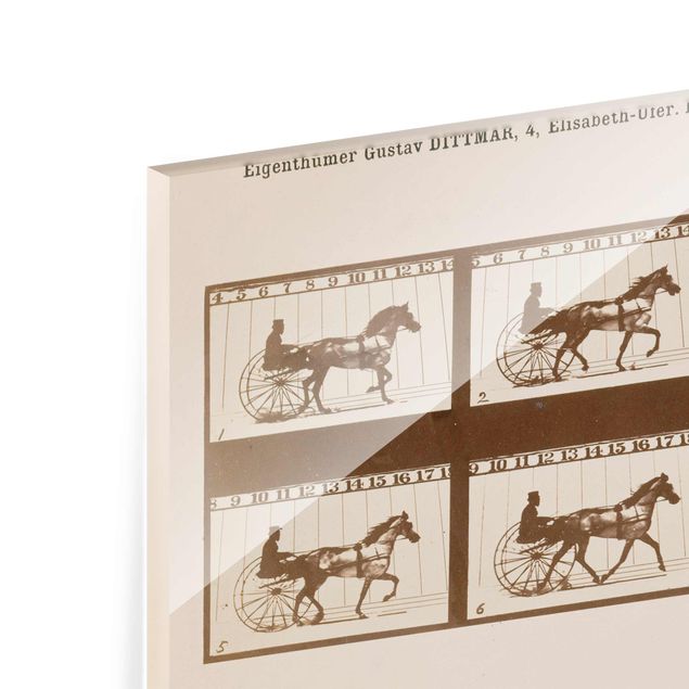 Wandbilder Eadweard Muybridge - Das Pferd in Bewegung