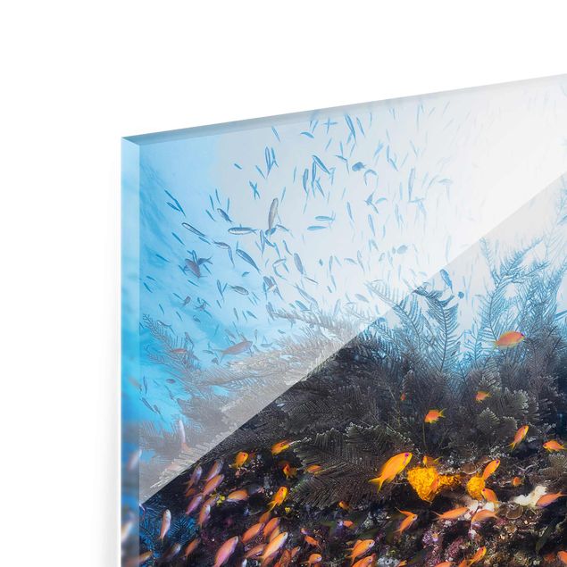 Glasbilder Natur Lagune mit Fischen