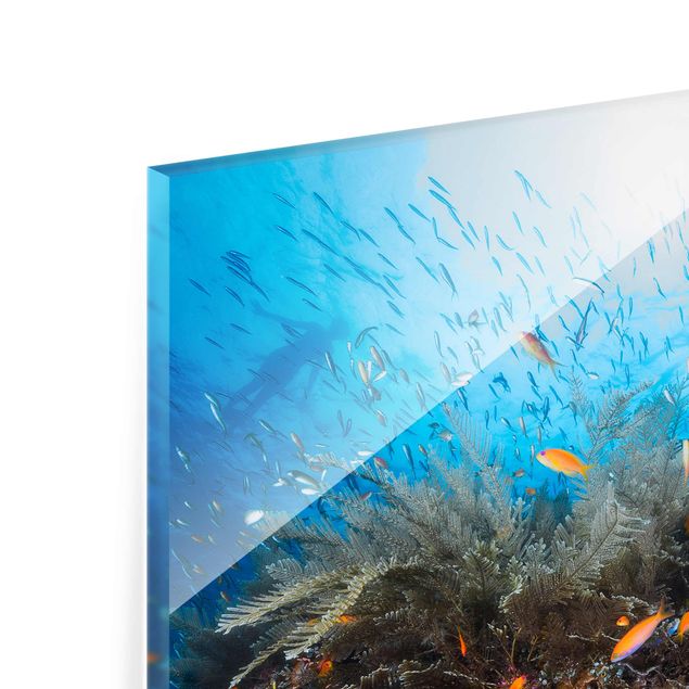 Glasbilder Tiere Lagune Unterwasser