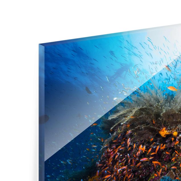 Glasbilder Tiere Lagune Unterwasser