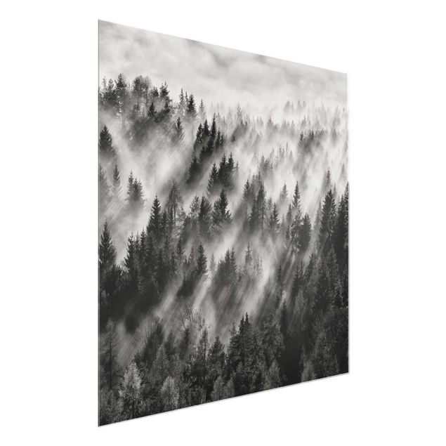 Glasbilder Schwarz-Weiß Lichtstrahlen im Nadelwald
