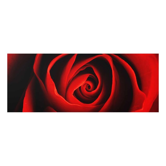 Wandbilder Blumen Liebliche Rose