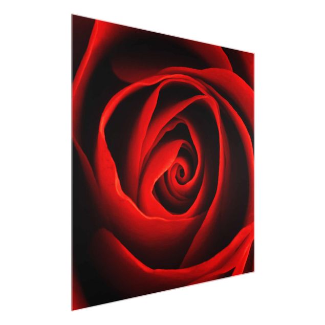 Wandbilder Floral Liebliche Rose