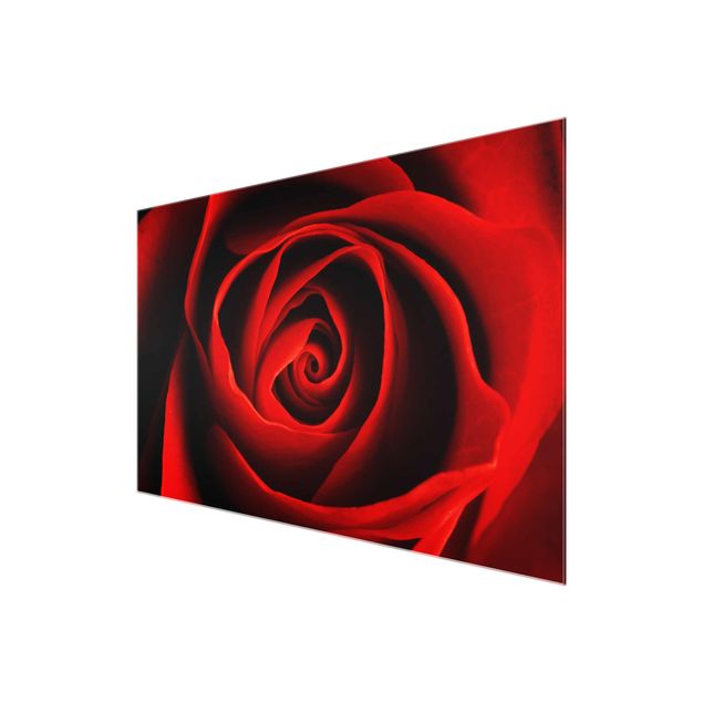 Wandbilder Rot Liebliche Rose