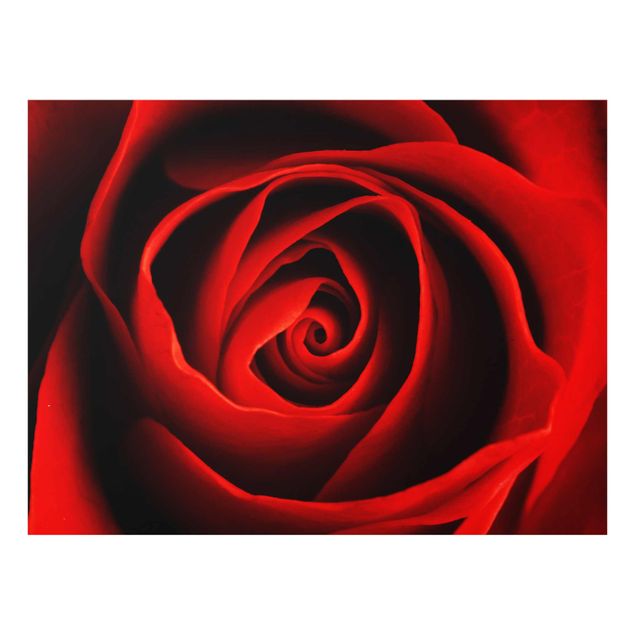 Wandbilder Blumen Liebliche Rose