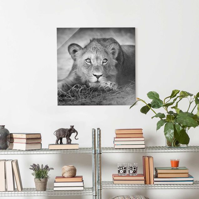 Glasbild schwarz-weiß Lurking Lionbaby