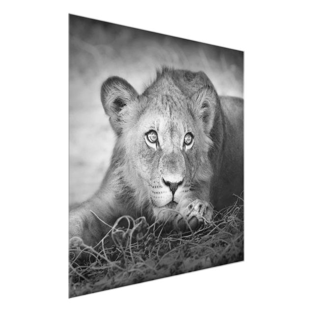 Wandbilder Afrika Lurking Lionbaby