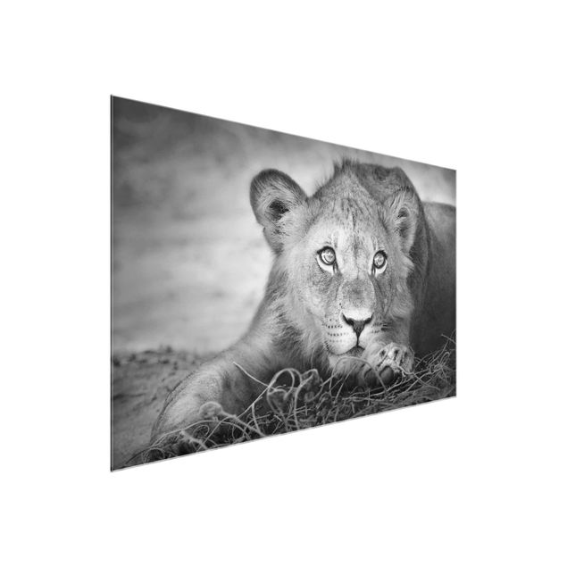 Wandbilder Afrika Lurking Lionbaby