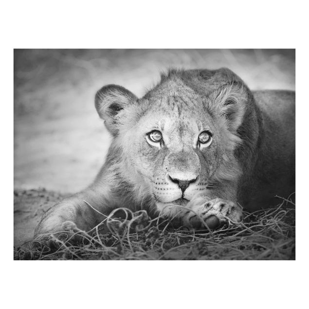 Wandbilder Schwarz-Weiß Lurking Lionbaby