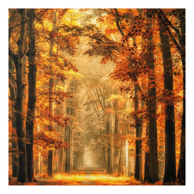 Wandbilder Natur Märchenwald im Herbst