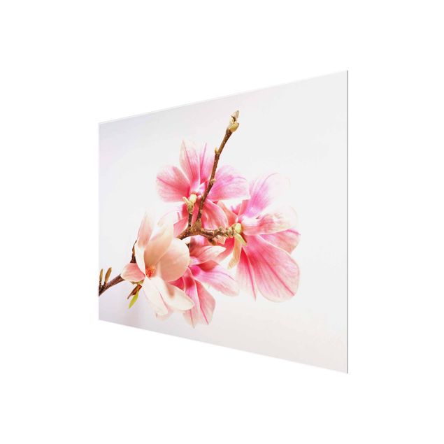 schöne Bilder Magnolienblüten