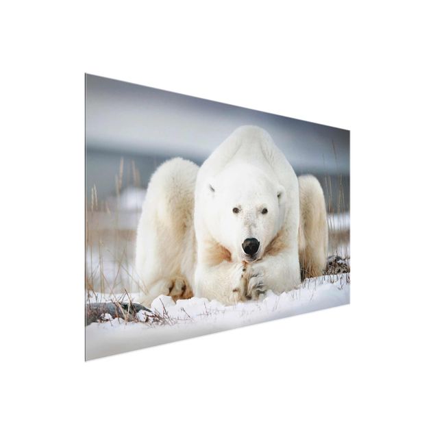Wandbilder Modern Nachdenklicher Eisbär