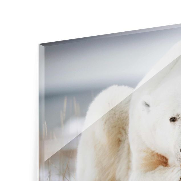 Glasbilder Nachdenklicher Eisbär