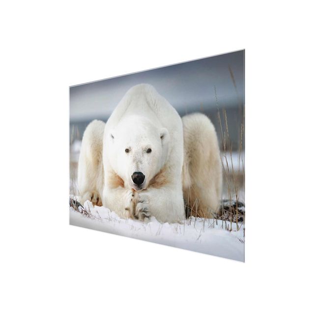 Bilder Nachdenklicher Eisbär