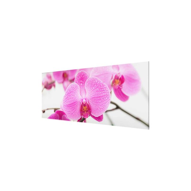 Wandbilder Blumen Nahaufnahme Orchidee
