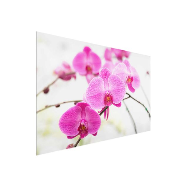 Glasbilder Blumen Nahaufnahme Orchidee