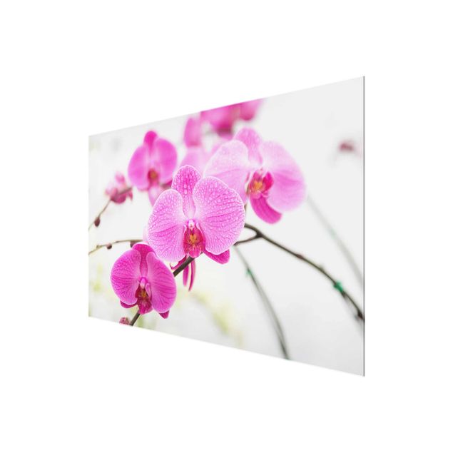 Wandbilder Blumen Nahaufnahme Orchidee