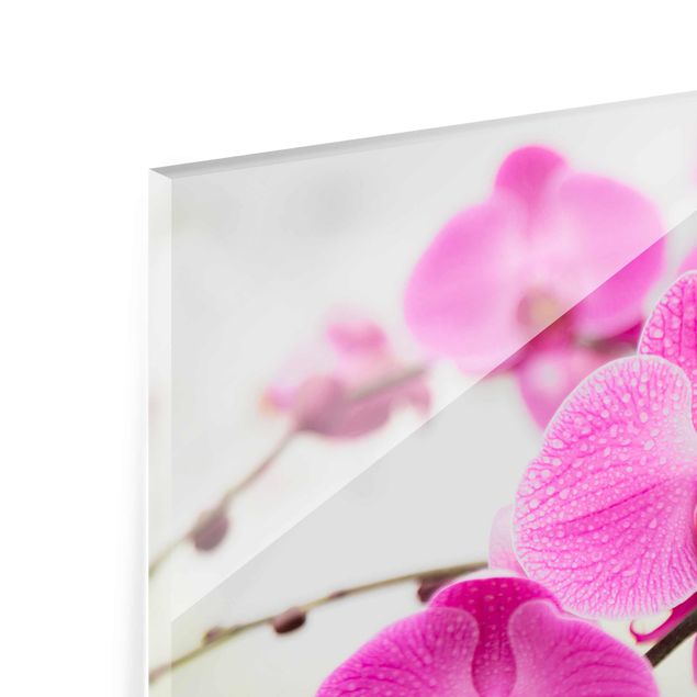 Glasbilder Nahaufnahme Orchidee