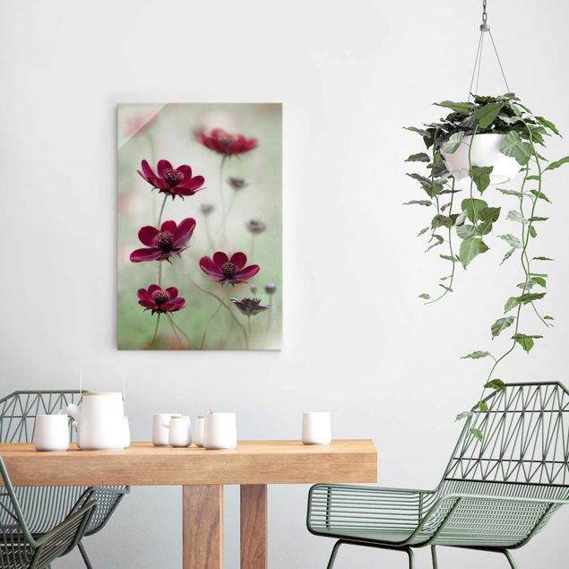 Glasbilder Blumen Pinke Kosmeen