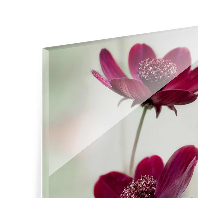 Glas Wandbilder Pinke Kosmeen
