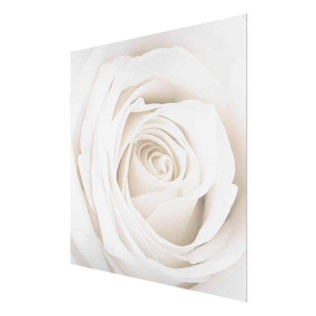 Wandbilder Pretty White Rose