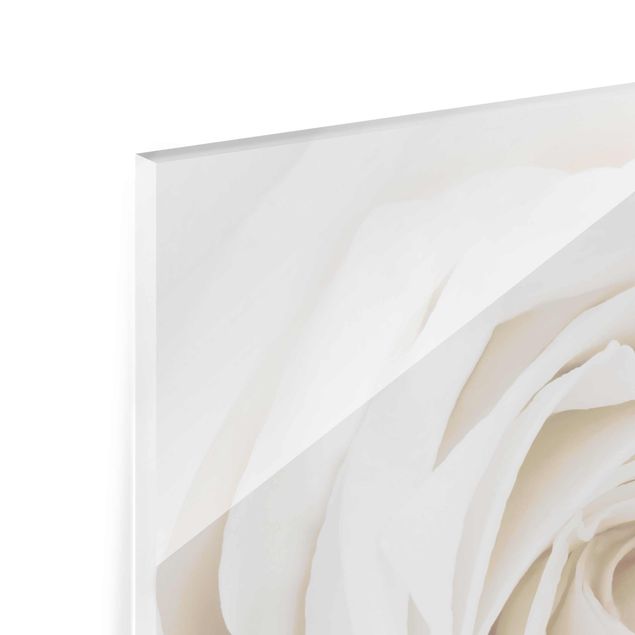 Glasbild - Pretty White Rose - Quadrat 1:1 - Blumenbild Glas