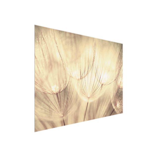 Glasbilder Schwarz-Weiß Pusteblumen Nahaufnahme in wohnlicher Sepia Tönung