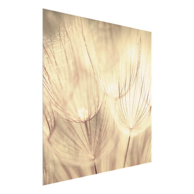 Glasbild schwarz-weiß Pusteblumen Nahaufnahme in wohnlicher Sepia Tönung