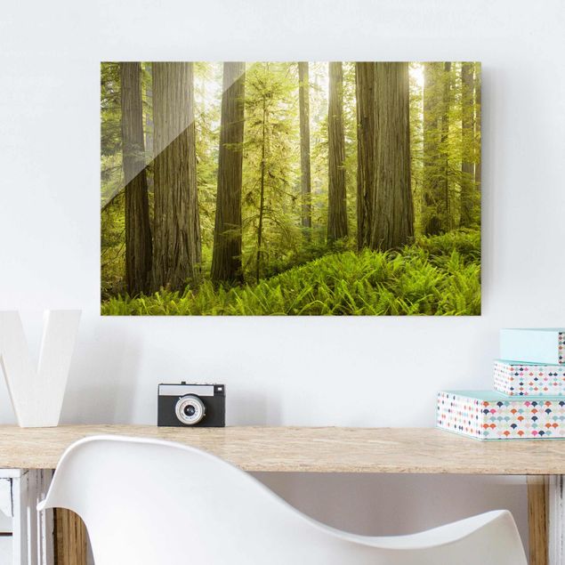 Wandbilder Bäume Redwood State Park Waldblick