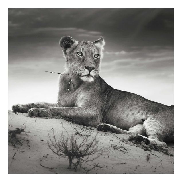 Wandbilder Schwarz-Weiß Resting Lion