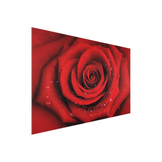Wandbilder Floral Rote Rose mit Wassertropfen