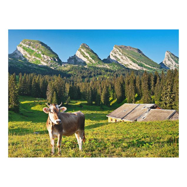 Wandbilder Berge Schweizer Almwiese mit Kuh