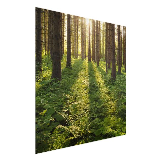 Glasbilder Natur Sonnenstrahlen im Grünen Wald