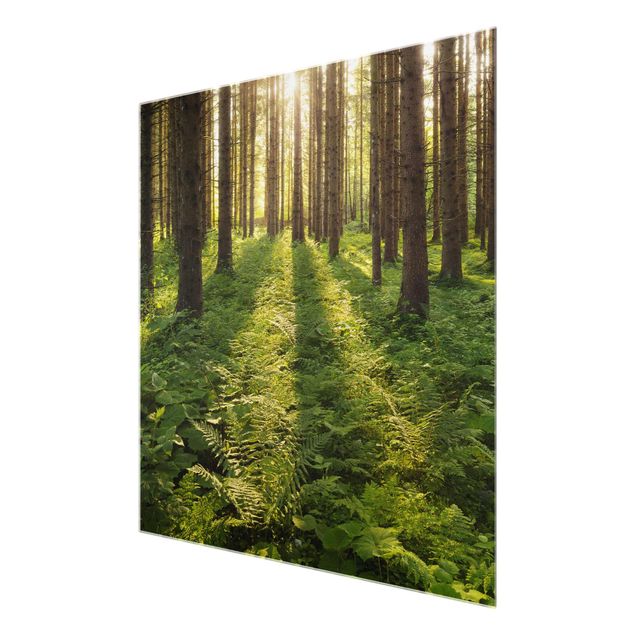 Wandbilder Modern Sonnenstrahlen im Grünen Wald