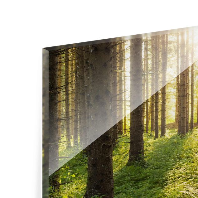 Rainer Mirau Bilder Sonnenstrahlen im Grünen Wald