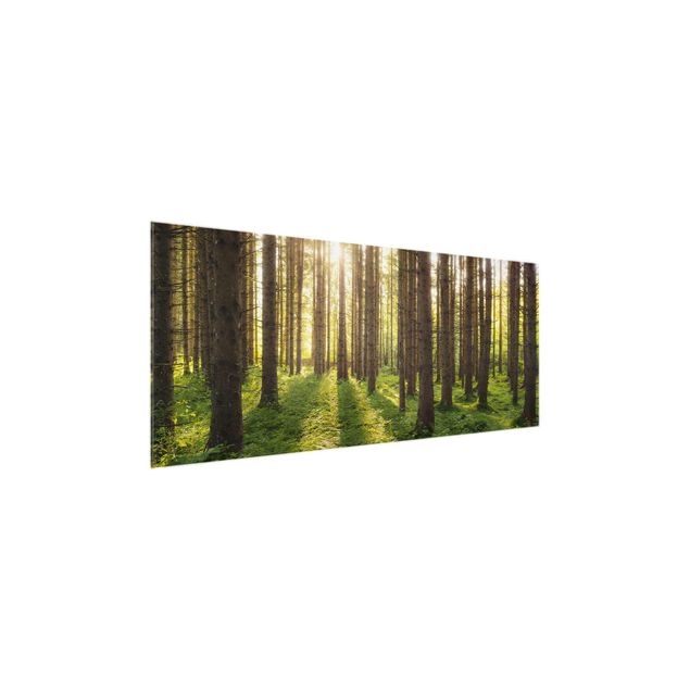 Wandbilder Glas Natur Sonnenstrahlen in grünem Wald