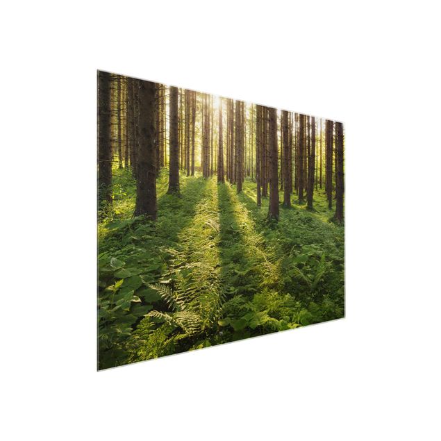 Glasbilder Natur Sonnenstrahlen in grünem Wald