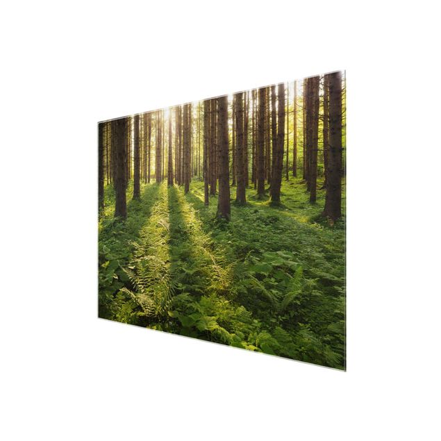 Wandbilder Modern Sonnenstrahlen in grünem Wald