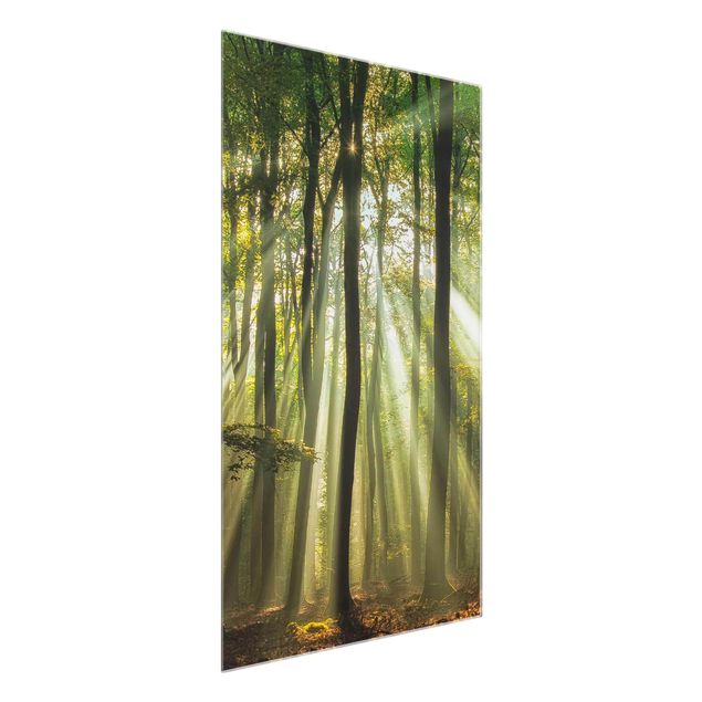 Wandbilder Glas Natur Sonnentag im Wald