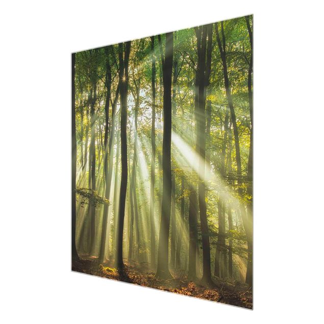 Wandbilder Modern Sonnentag im Wald